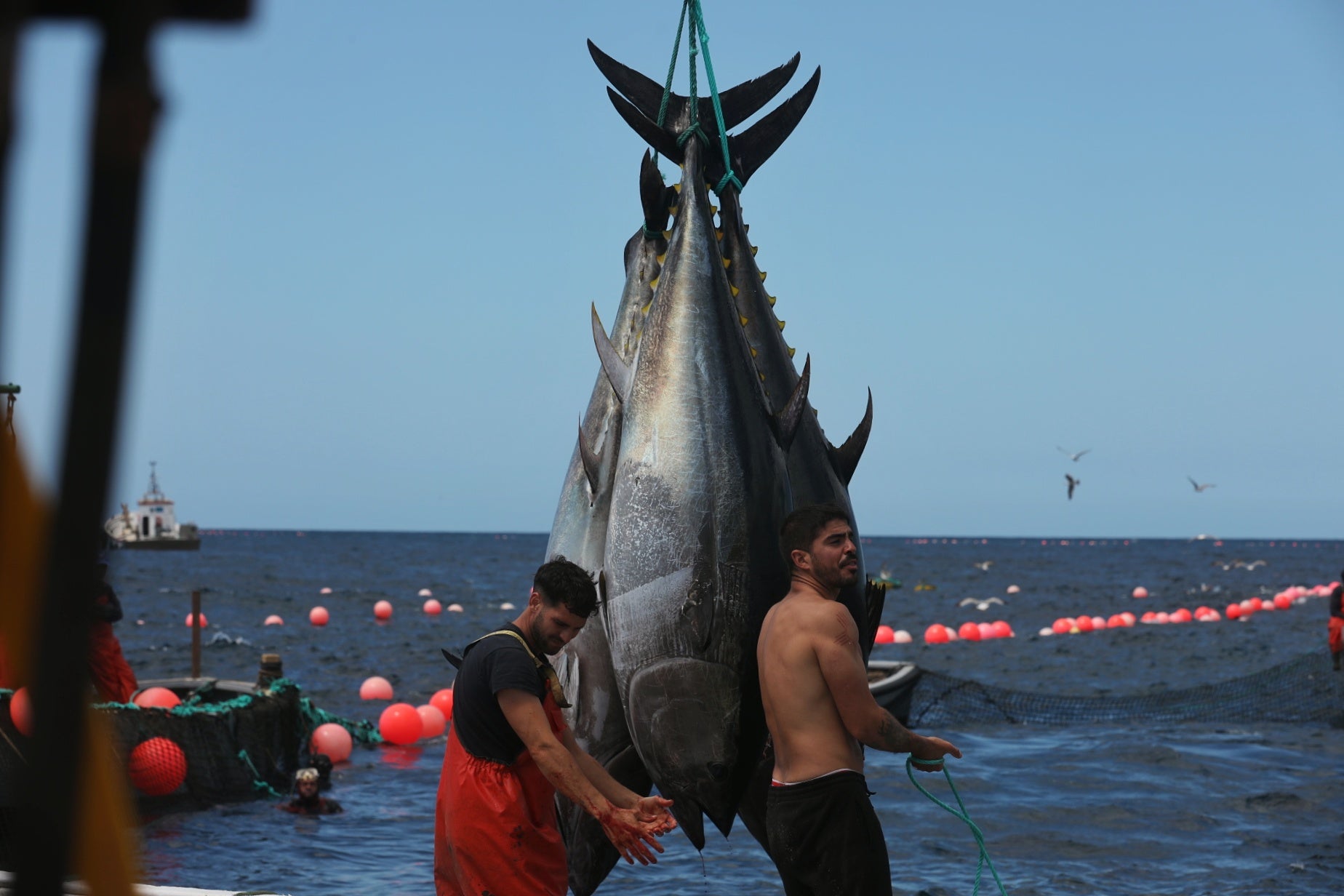 La primera levantá de atunes, en imágenes