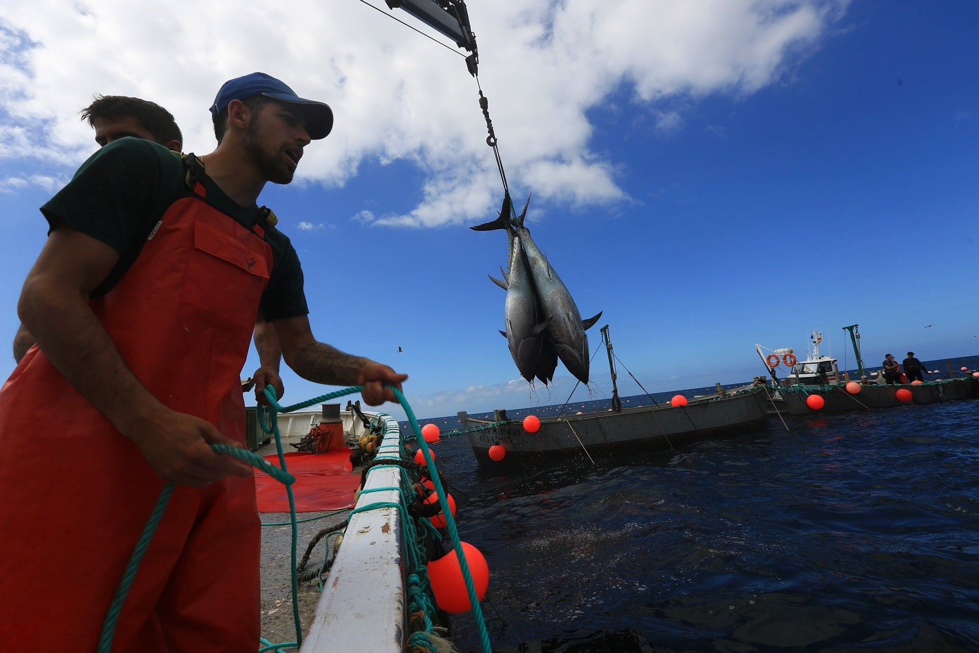 La primera levantá de atunes, en imágenes