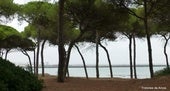 El proyecto de mejora forestal de las Dunas de San Antón comenzará a finales de abril