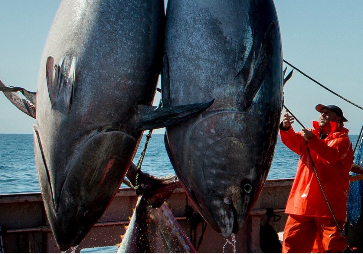 Pesca de atún rojo en las almadrabas gaditanas