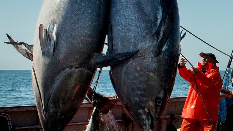 El ministro apela a los servicios mínimos para salvar la temporada de atún frente a la huelga de inspectores de pesca