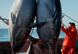 El ministro apela a los servicios mínimos para salvar la temporada de atún frente a la huelga de inspectores de pesca