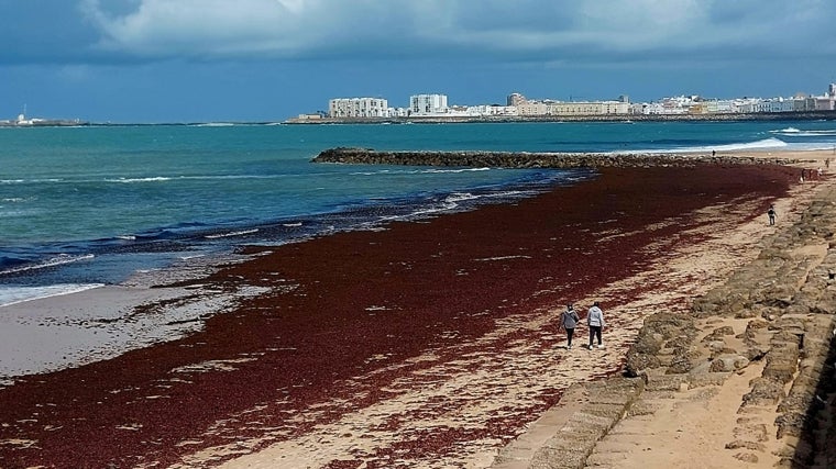Las algas vuelven a invadir las playas de Cádiz