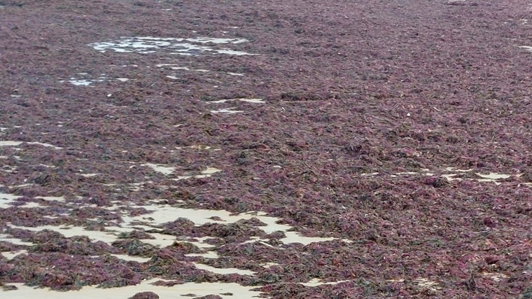 Las algas vuelven a invadir las playas de Cádiz