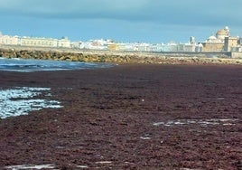 Las algas vuelven a invadir las playas de Cádiz