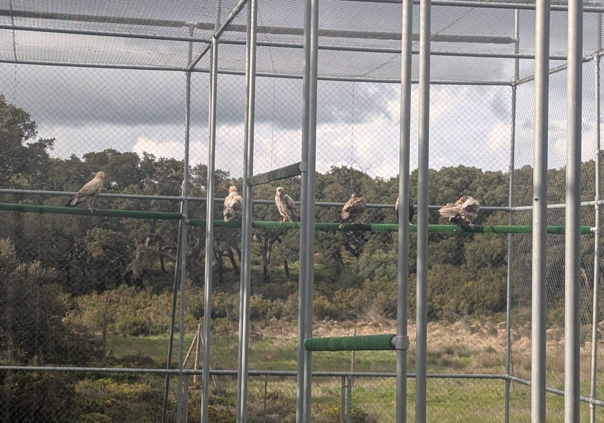 Seis alimoches, la mitad nacidos en el centro zoobotánico de Jerez, liberados en los Alcornocales