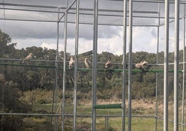Seis alimoches, la mitad nacidos en el centro zoobotánico de Jerez, liberados en los Alcornocales