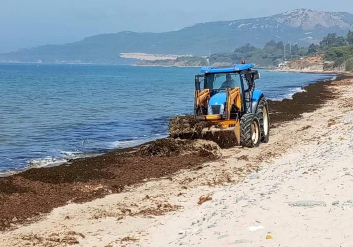 Retirada de alga asiática en Tarifa