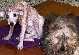 Desnutridos, con sarna y sin agua ni comida: así es el «lamentable» estado de dos perros abandonados en una casa en Algeciras