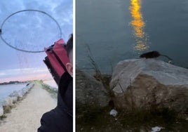 Las ratas campan alegremente en el espigón de La Puntilla, en El Puerto