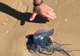 Avistan varias carabelas portuguesas en la playa de Valdelagrana, en El Puerto