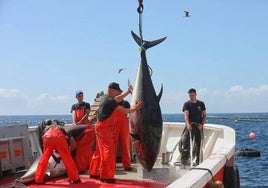 El sector de la almadraba, «con el corazón en un puño» por la huelga de los inspectores de pesca: «Se nos puede ir la temporada»