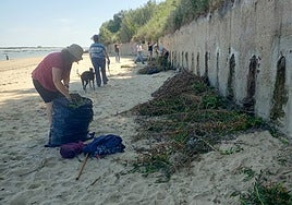 Esta es la nueva especie invasora que amenaza las playas de Cádiz: ya ha llegado a Sanlúcar de Barrameda