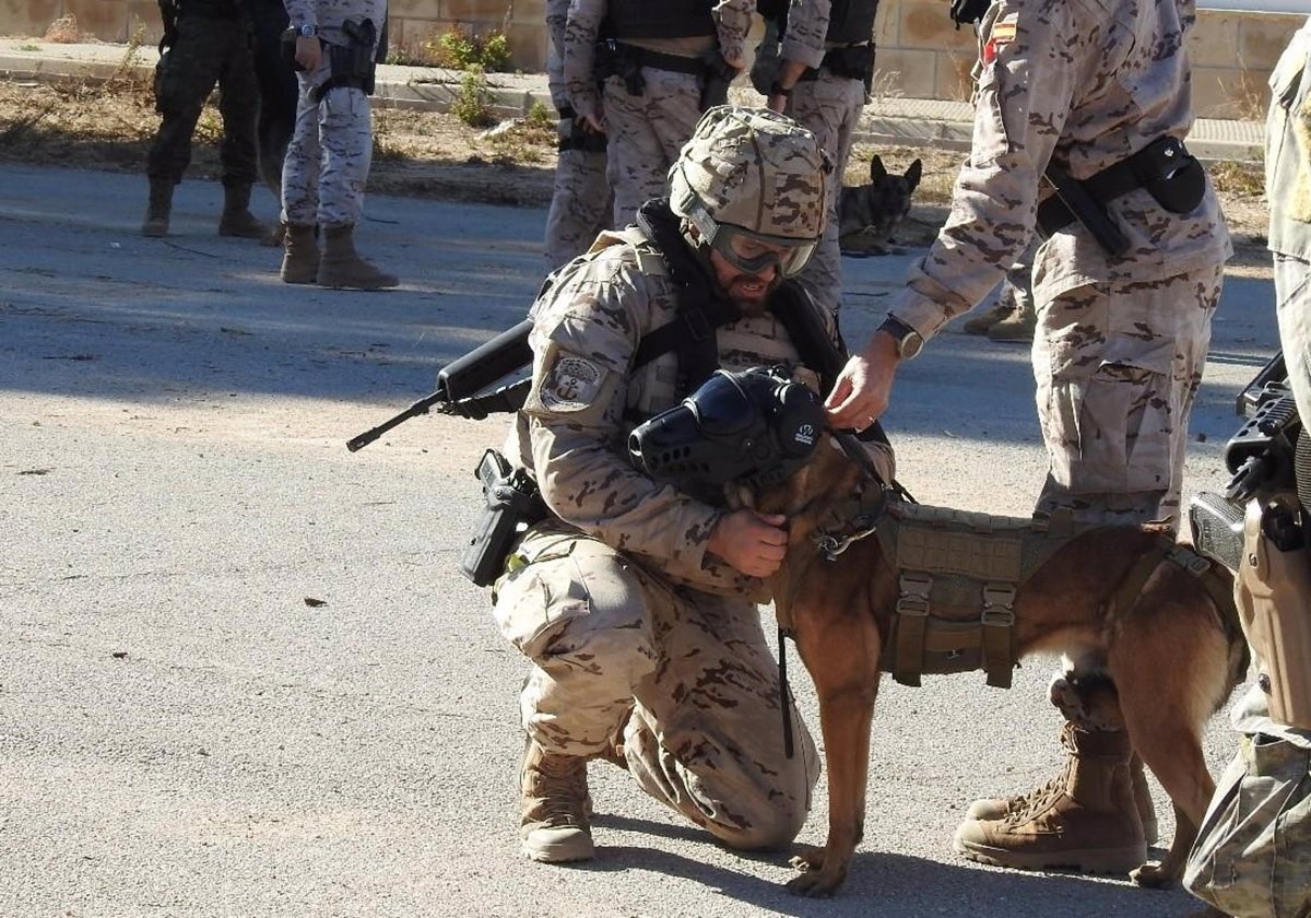 La Armada realizará en Cádiz un ejercicio con 19 unidades caninas de Infantería de Marina