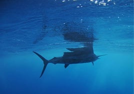Imagen de un pez vela en medio del mar