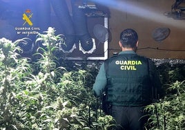 Casi 900 plantas de marihuana ocultas en una nave industrial de venta de escayolas en pleno centro de Villamartín