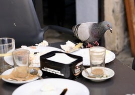 Cádiz ante la sobrepoblación de palomas: salud pública, conservación del patrimonio y control ético
