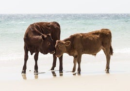 Vacas en la playa de Barbate: «Hay que respetarlas, disfrutadlas de lejos y no molestarlas»