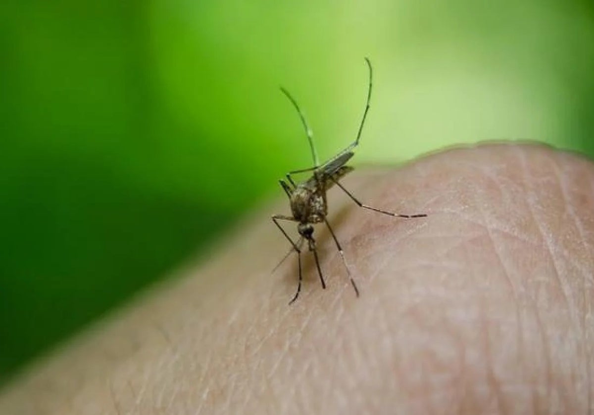 Más dinero para combatir el Virus del Nilo Occidental en Cádiz
