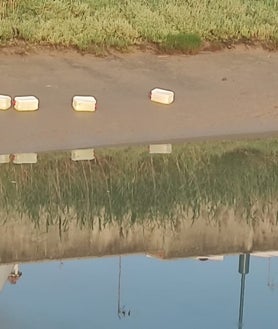 Imagen secundaria 2 - Petaqueros en el río Iro de Chiclana: el goteo que no cesa