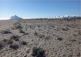 A licitación el proyecto de restauración del sistema dunar de la playa de Levante en La Línea