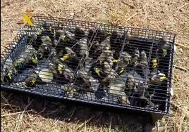 Las crías de jilguero han sido puestas en libertad