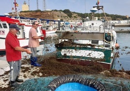 El alga asiática hunde a la pesca artesanal gaditana