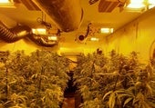 Cultivo de marihuana en Cádiz: Endesa abre dos expedientes a la semana durante cuatro meses por distintas plantaciones