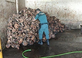 Un almacén de Jimena escondía cornamentas de ciervos y gamos, y casi siete toneladas de brezo protegido