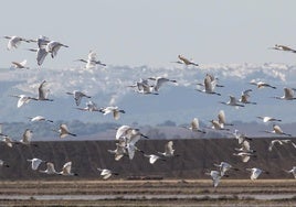 «Hemos logrado una inversión de 200 millones para humedales, incluyendo la laguna de La Janda»