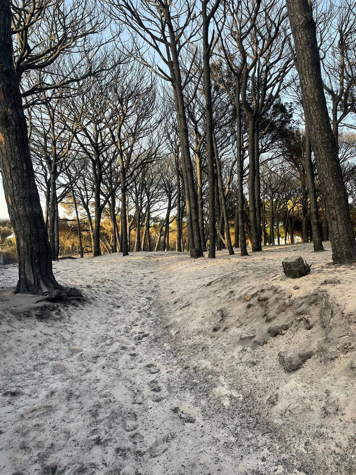 Fotos: Así ha quedado el pinar de Las Mogarizas de Chiclana tras un incendio que pudo ser una tragedia