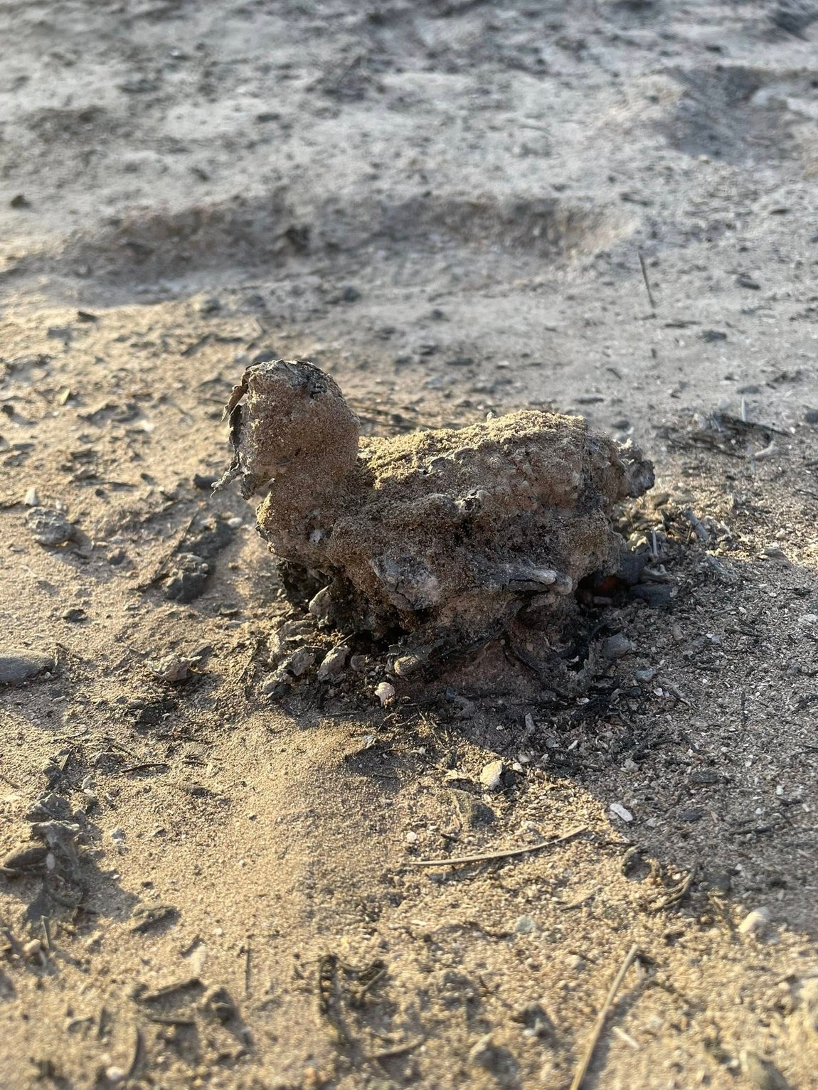 Fotos: Así ha quedado el pinar de Las Mogarizas de Chiclana tras un incendio que pudo ser una tragedia