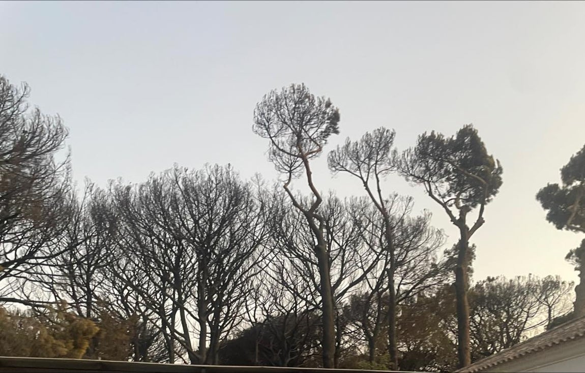 Fotos: Así ha quedado el pinar de Las Mogarizas de Chiclana tras un incendio que pudo ser una tragedia