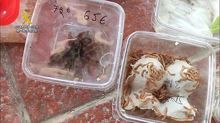 Detenidos en Cádiz tras abandonar una mochila con serpientes, varanos y arañas en un ferry