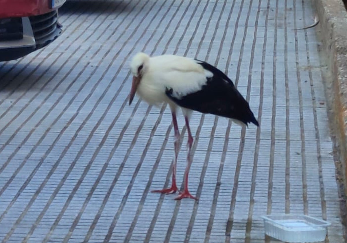 Una cigüeña desorientada acaba en la barriada de La Paz en Cádiz