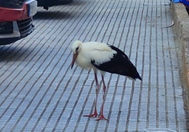 Una cigüeña desorientada acaba en la barriada de La Paz en Cádiz