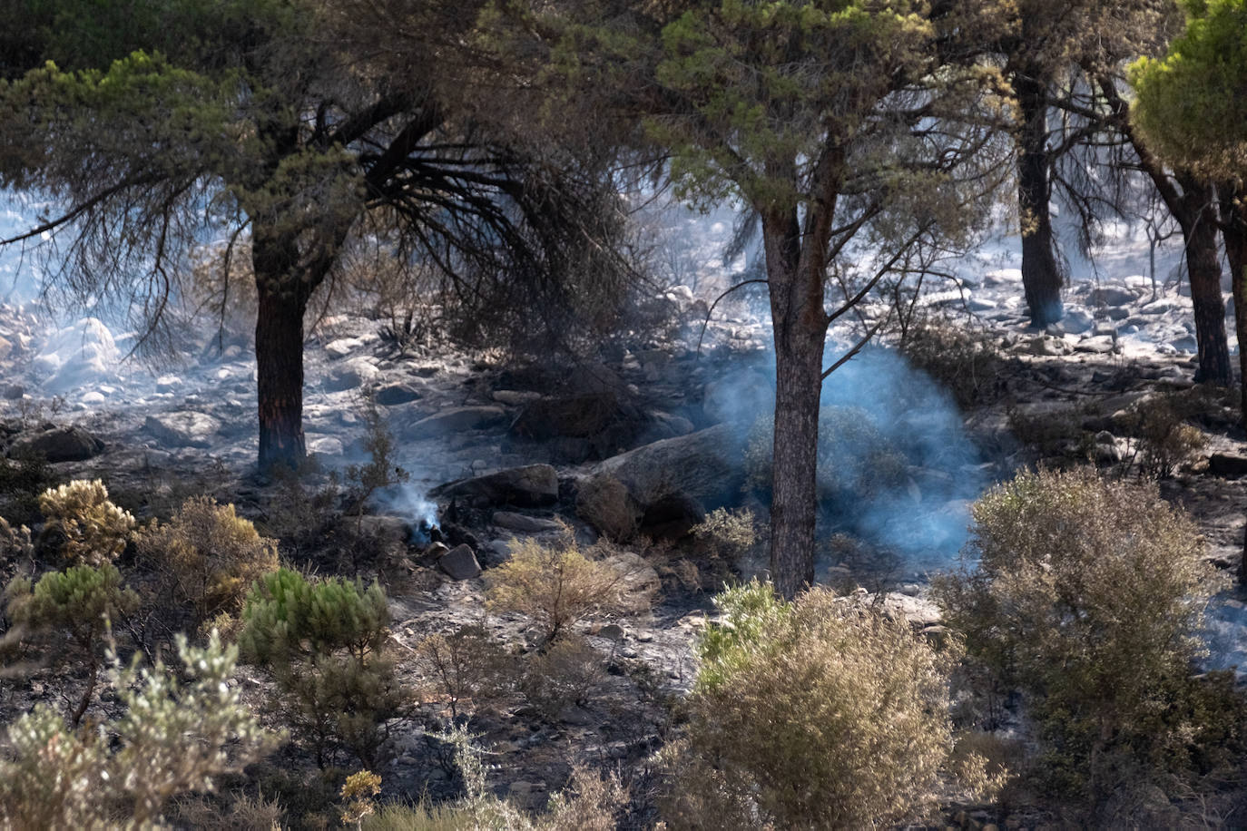 Las imágenes del incendio de Tarifa: el fuego obliga a desalojar a 1.500 personas