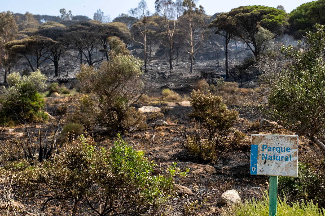 Las imágenes del incendio de Tarifa: el fuego obliga a desalojar a 1.500 personas
