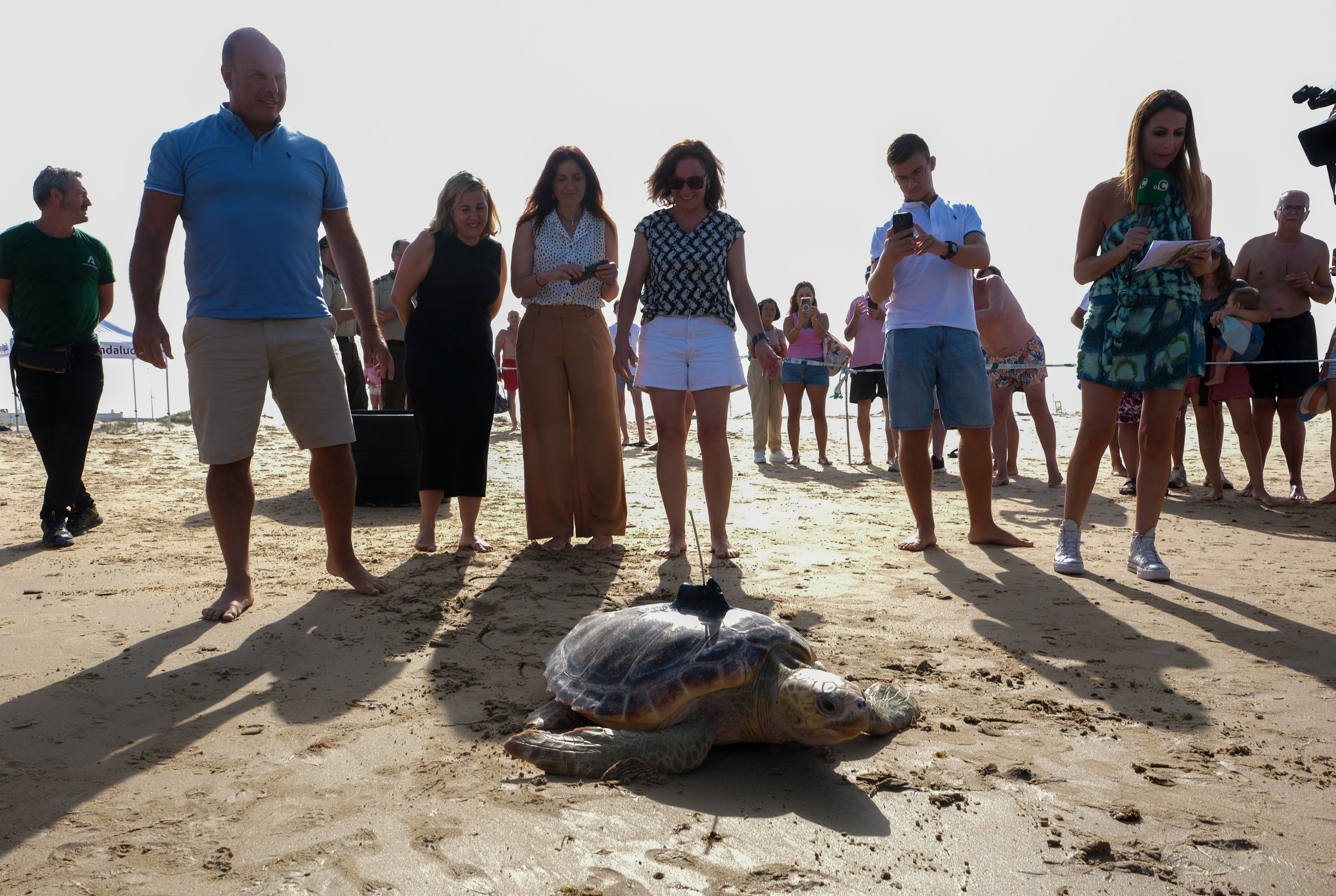 Fotos: Así ha sido la suelta de tres tortugas en la playa de Cortadura de Cádiz