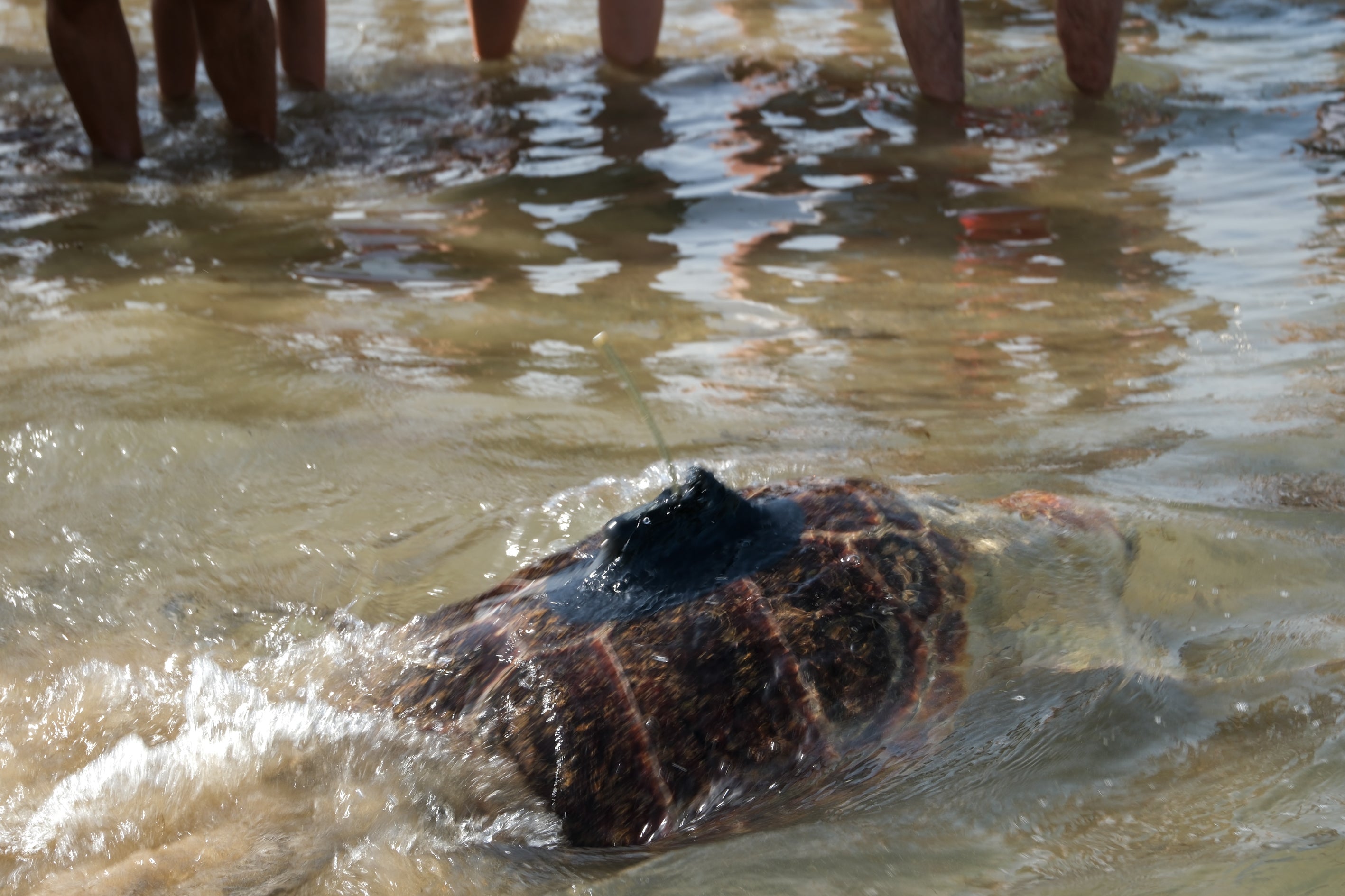 Fotos: Así ha sido la suelta de tres tortugas en la playa de Cortadura de Cádiz