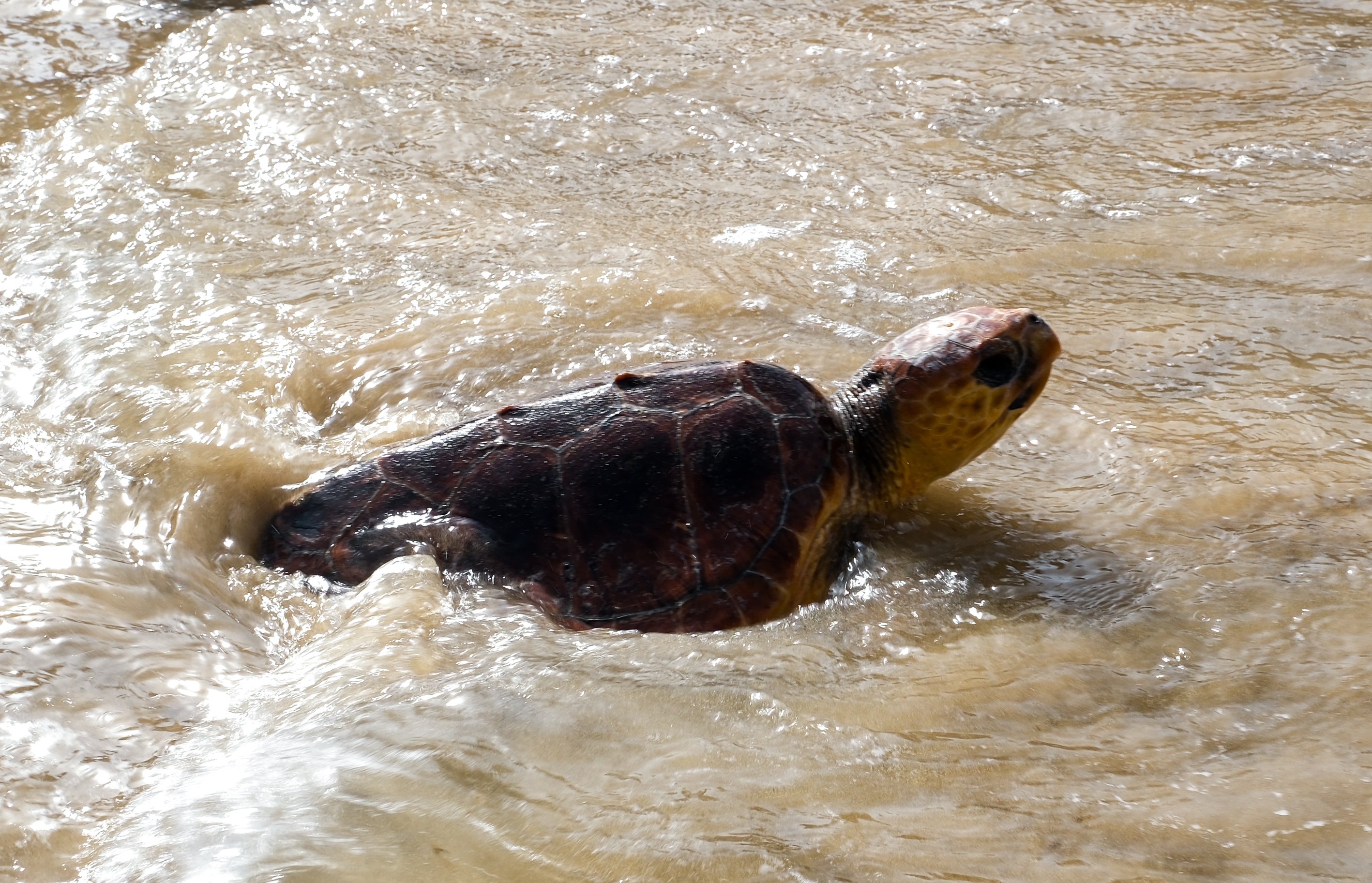 Fotos: Así ha sido la suelta de tres tortugas en la playa de Cortadura de Cádiz