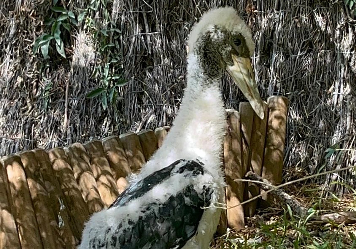 Nacen en el Zoo de Jerez una cigüeña negra y un alimoche