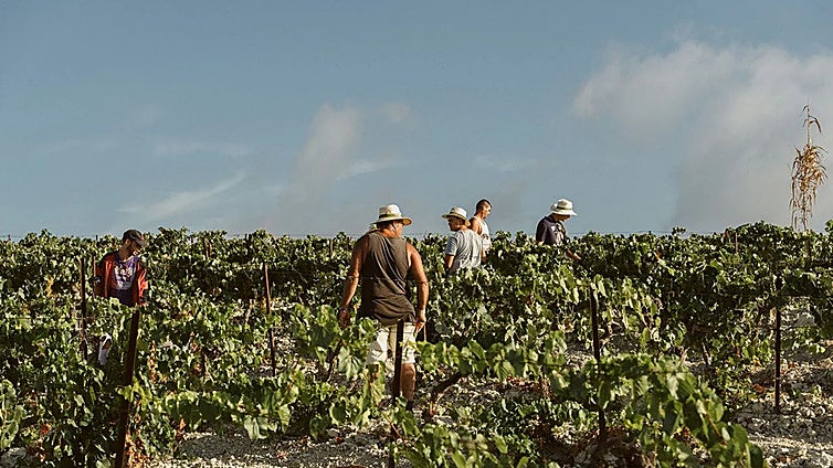 Menos uva, pero misma calidad: el mildiu marca el inicio de la vendimia en el Marco de Jerez