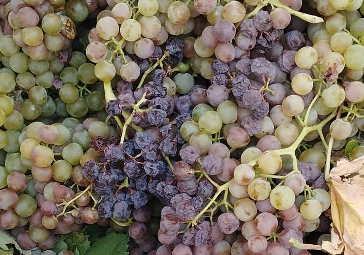 Advierten de «graves daños» en la uva no vendimiada por la ola de calor