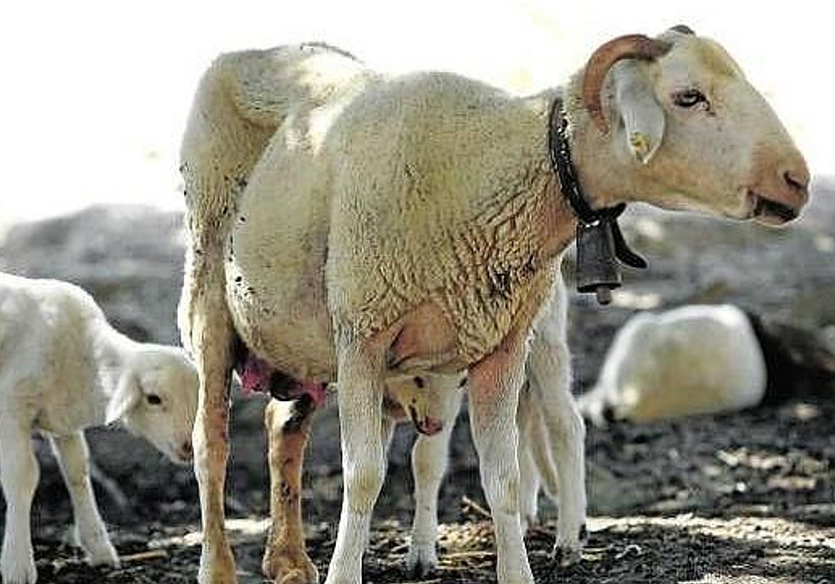 La provincia de Cádiz es una de las que ha detectado casos del virus