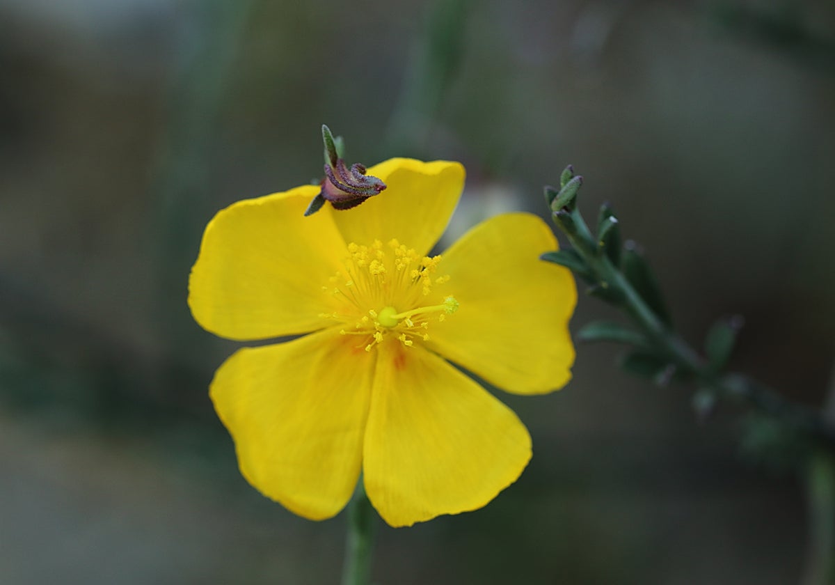 Descubiertos en Puerto Serrano dos núcleos de un arbusto calificado como «vulnerable» en el Catálogo Andaluz de Especies Amenazadas