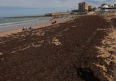 Un ejército de algas asiáticas contra los pescadores en Cádiz: «Esto es el apocalipsis para el sector»