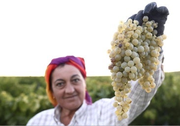 La producción caerá más del 40%: «Ha sido una vendimia excepcionalmente escasa»