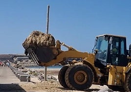 Tarifa recoge este verano 10.000 toneladas menos de algas invasoras de sus playas debido al viento de levante