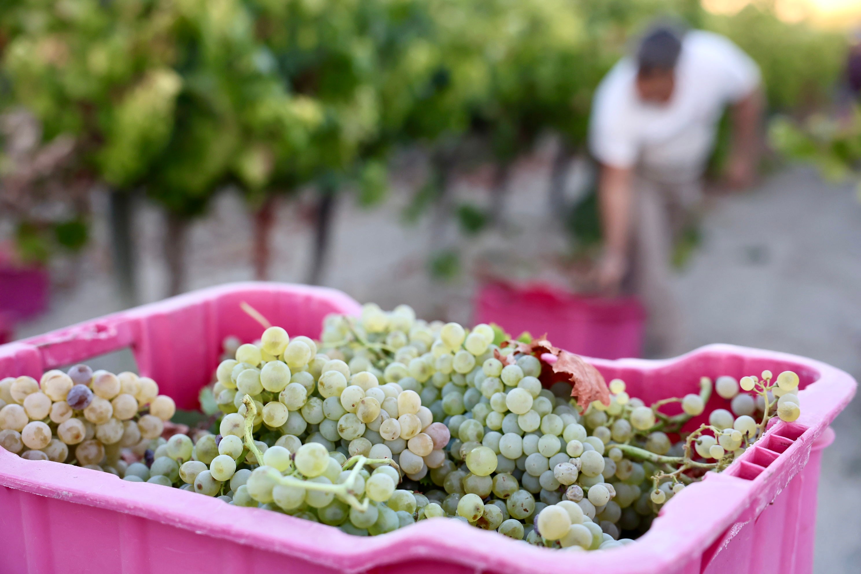 Fotos: El corazón del Marco de Jerez late otra vez con la vendimia